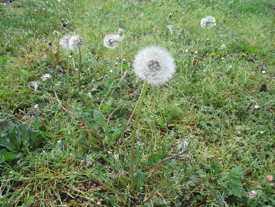 Annexe Pissenlit.JPG