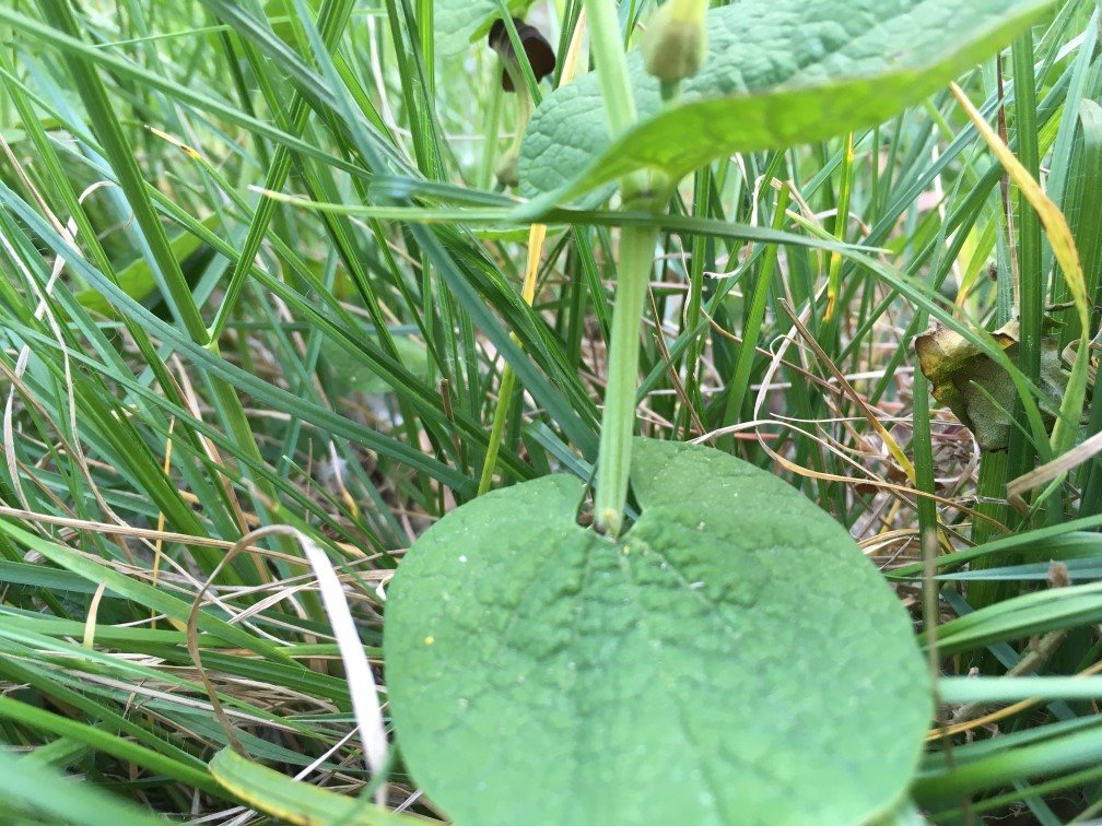 Annexe Aristoloche r feuil.jpg