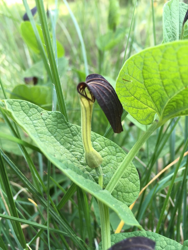 Annexe Aristoloche r fl.jpg