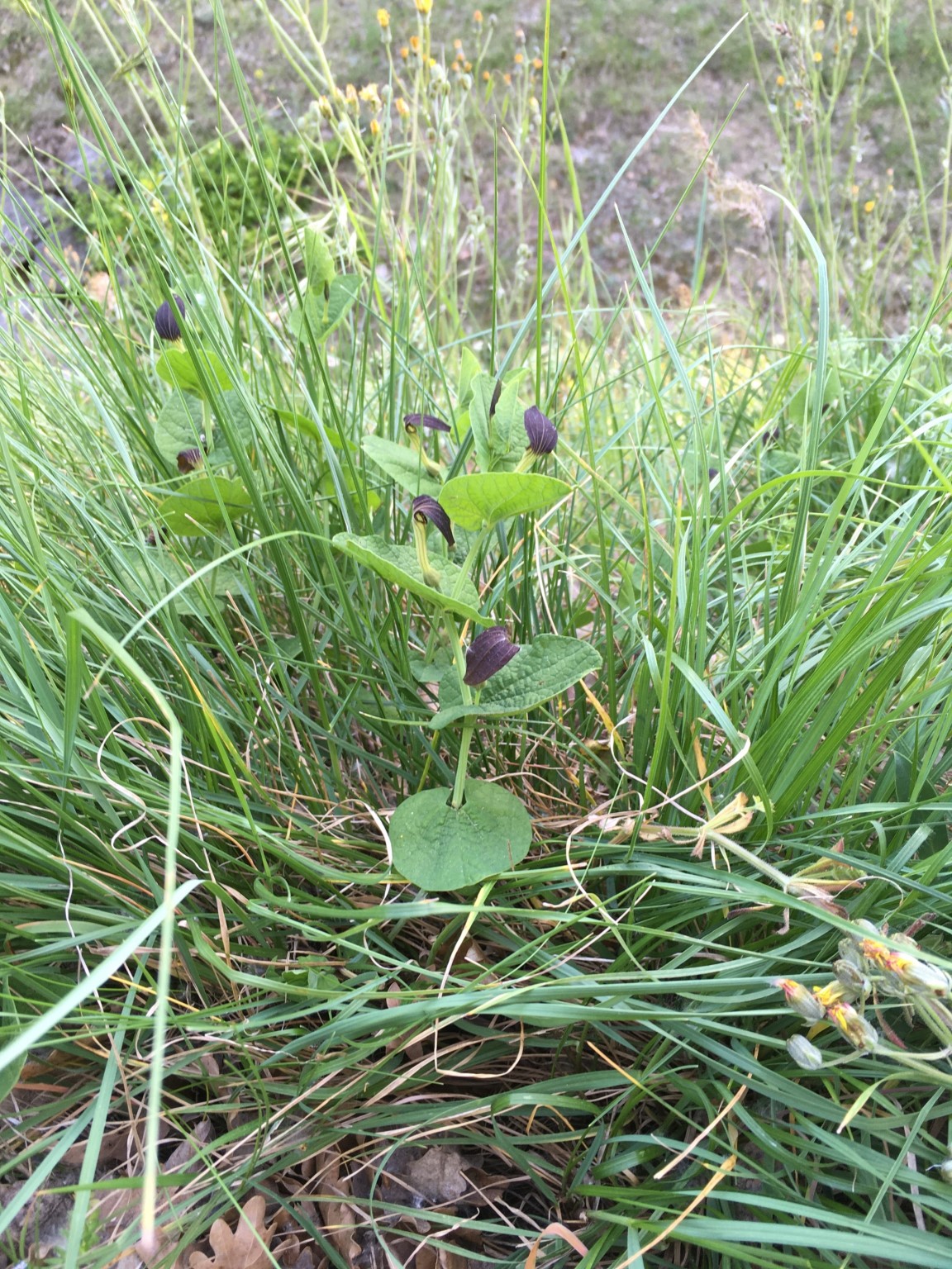 Annexe Aristoloche r.jpg