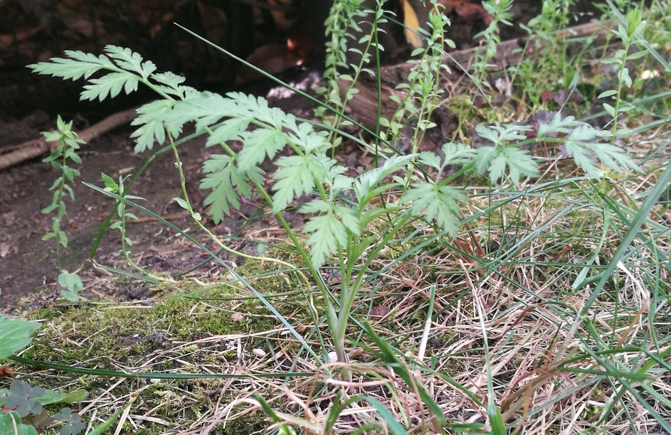 Annexe vue-globale.jpg