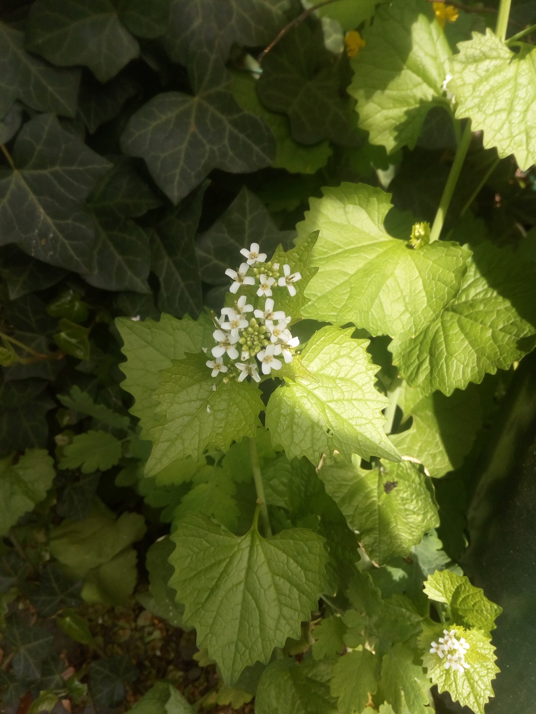 Annexe IMG_20200415_121158.jpg