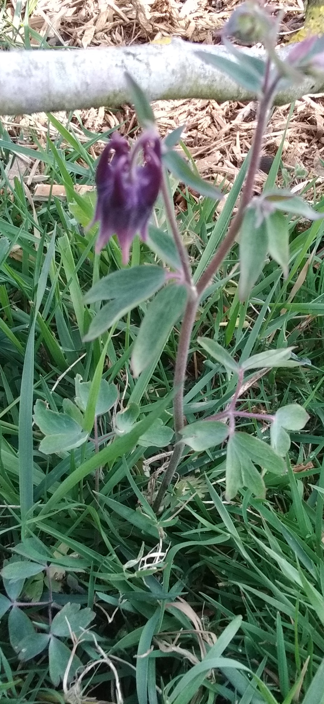 Annexe IMG_20200428_175416 - Copie.jpg