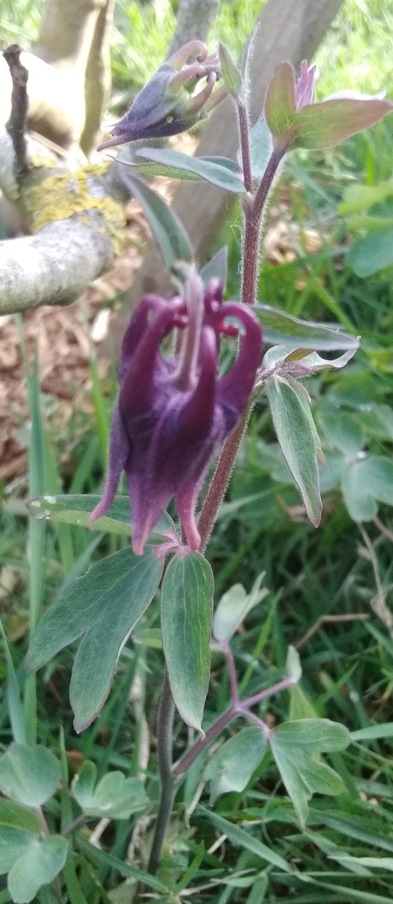 Annexe IMG_20200428_175538 - Copie.jpg