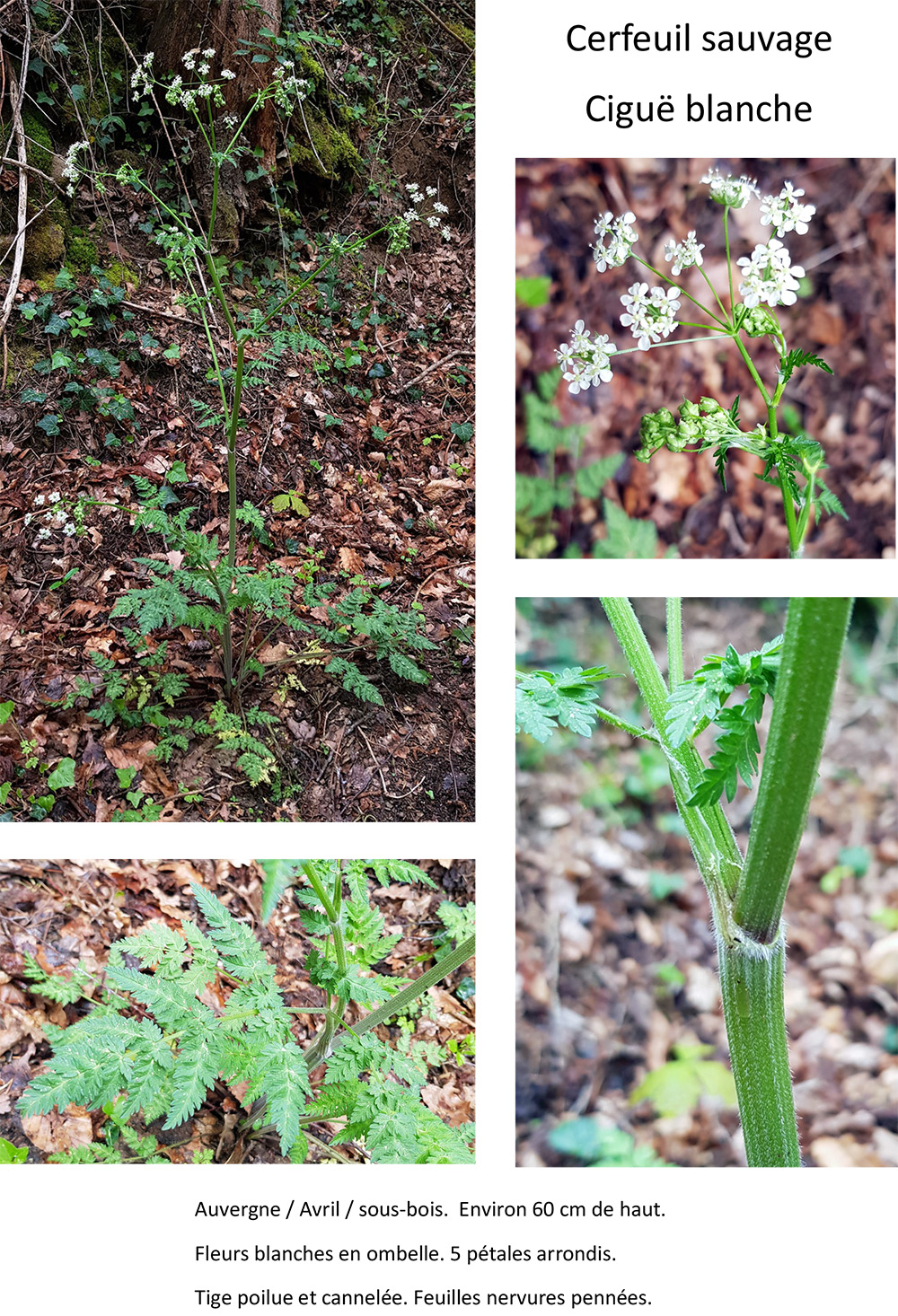Annexe Cerfeuil_sauvage_.jpg