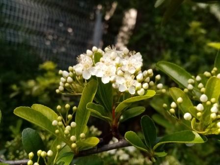 Annexe pyracantha fleur.jpg