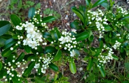 Annexe pyracantha fleurs.jpg