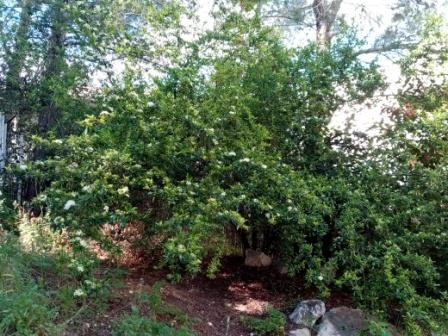 Annexe pyracantha massif.jpg