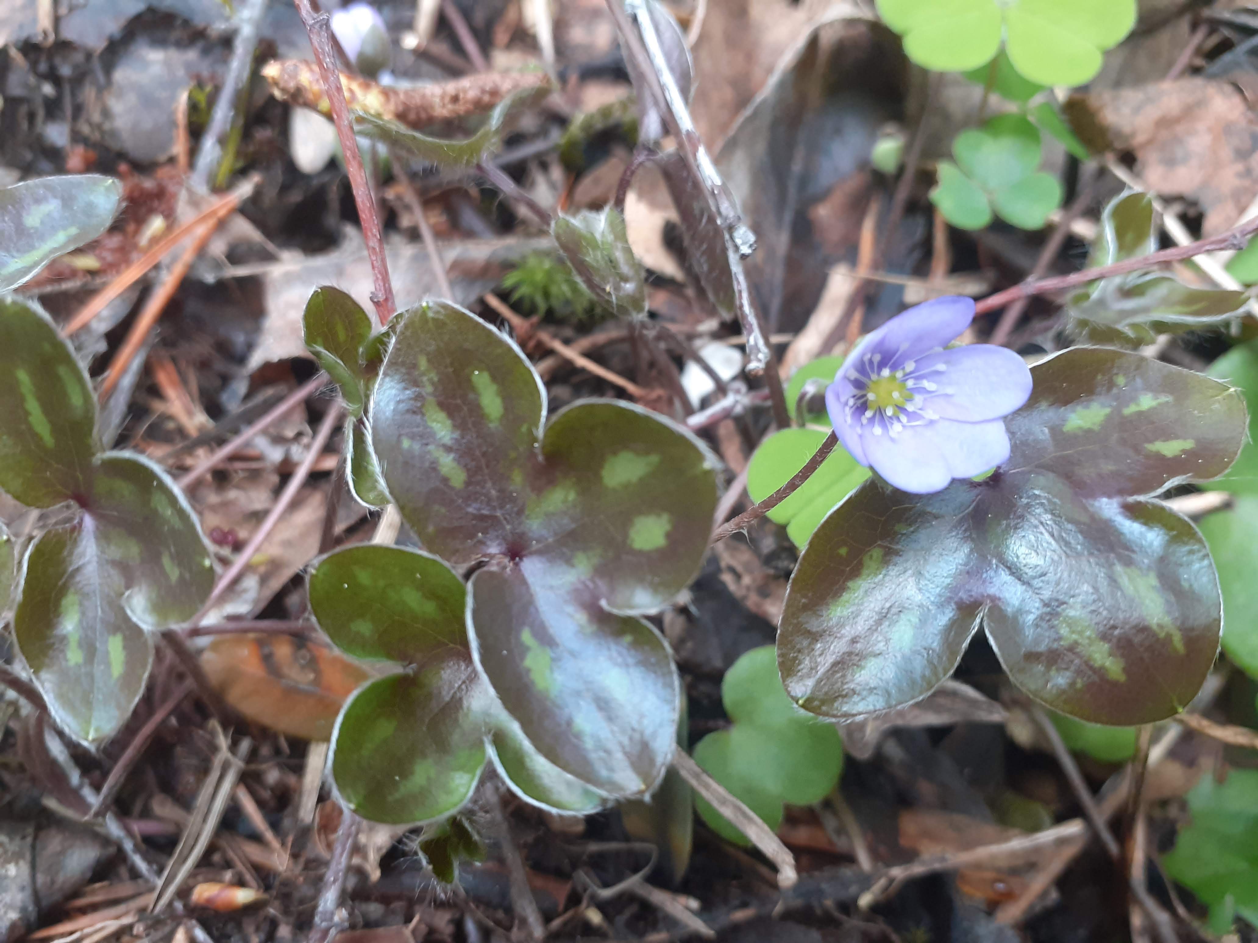 Annexe hepatica nobilis 1.jpg