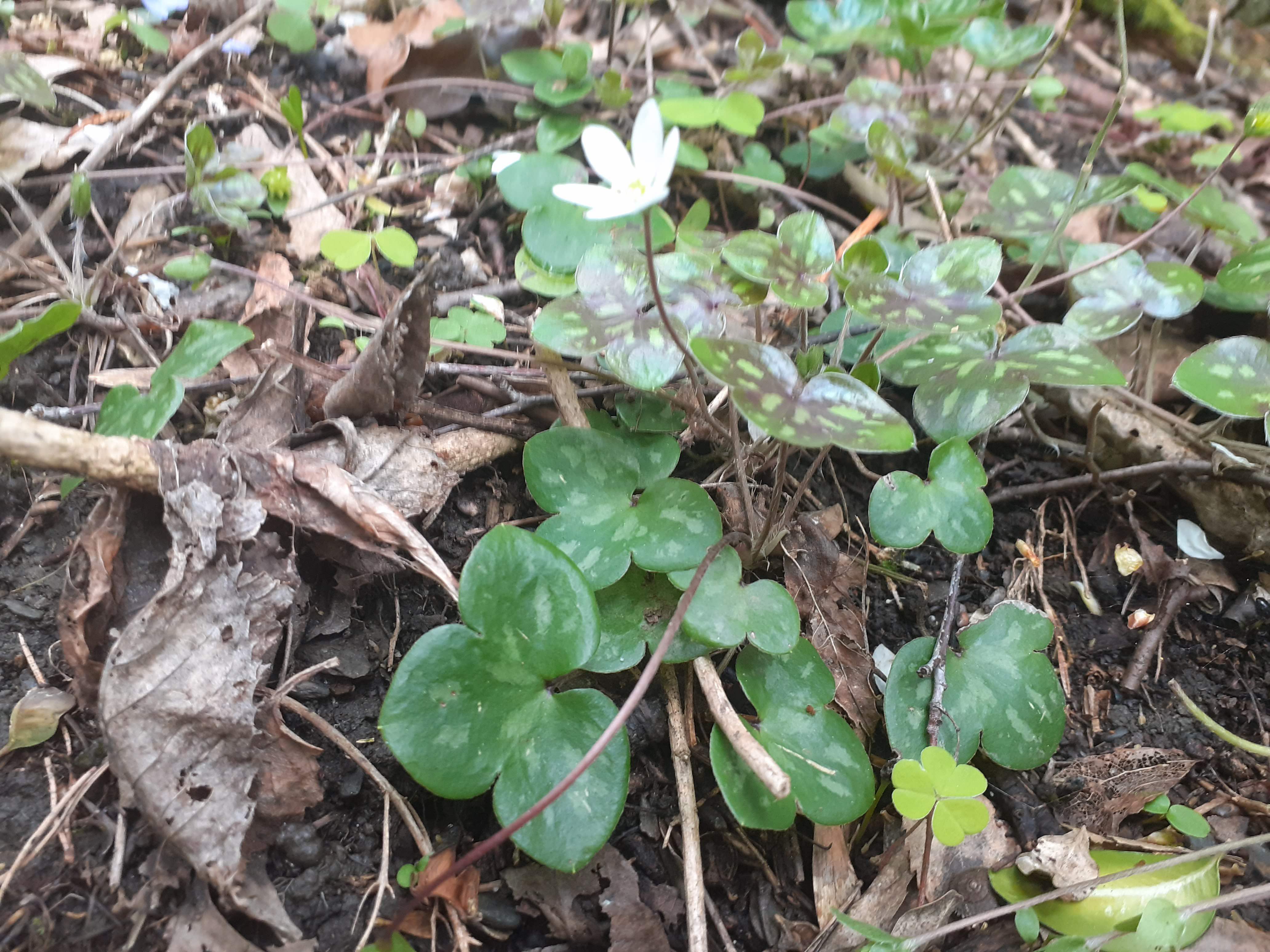 Annexe hepatica nobilis 2.jpg