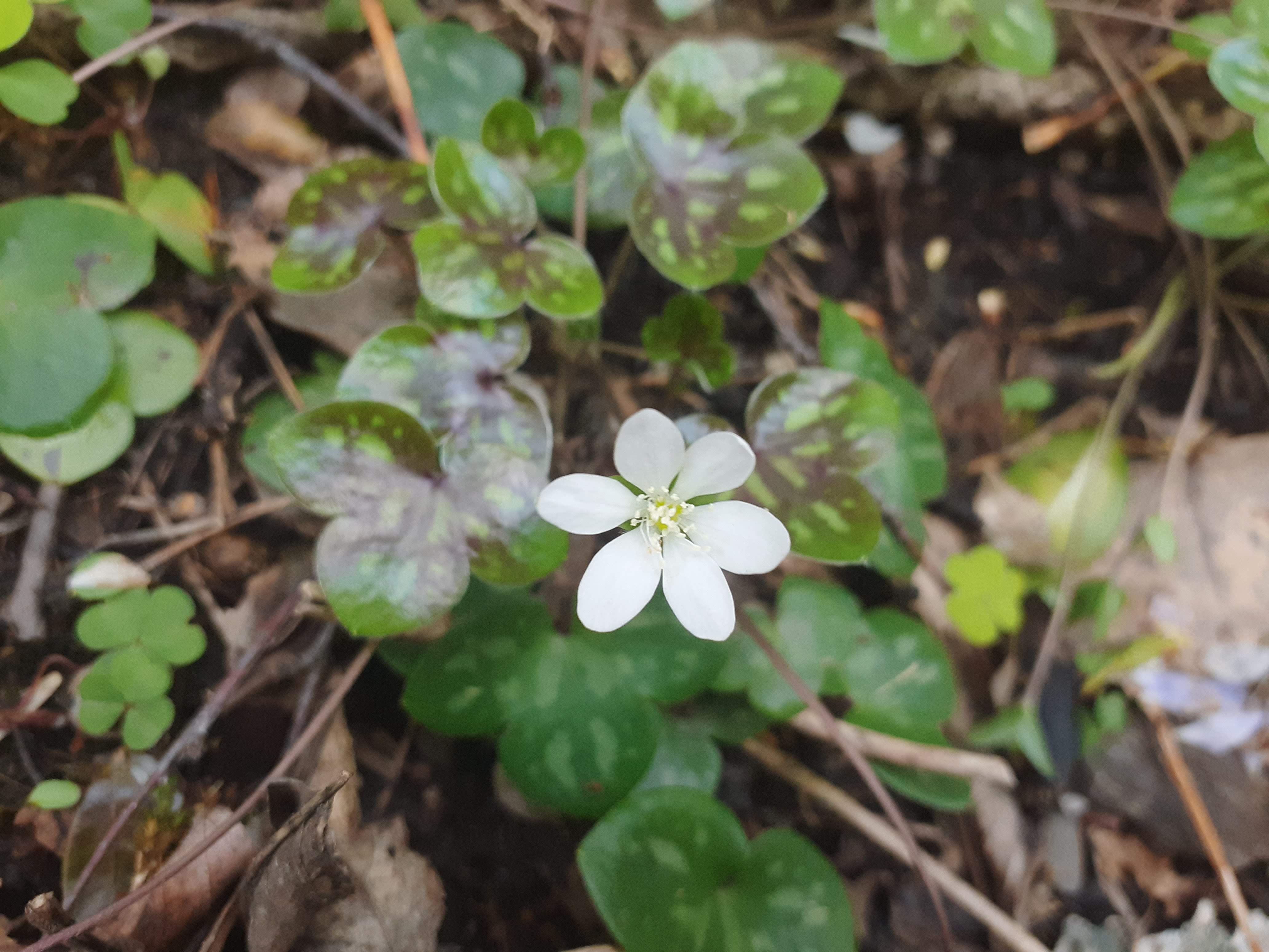 Annexe hepatica nobilis 3.jpg