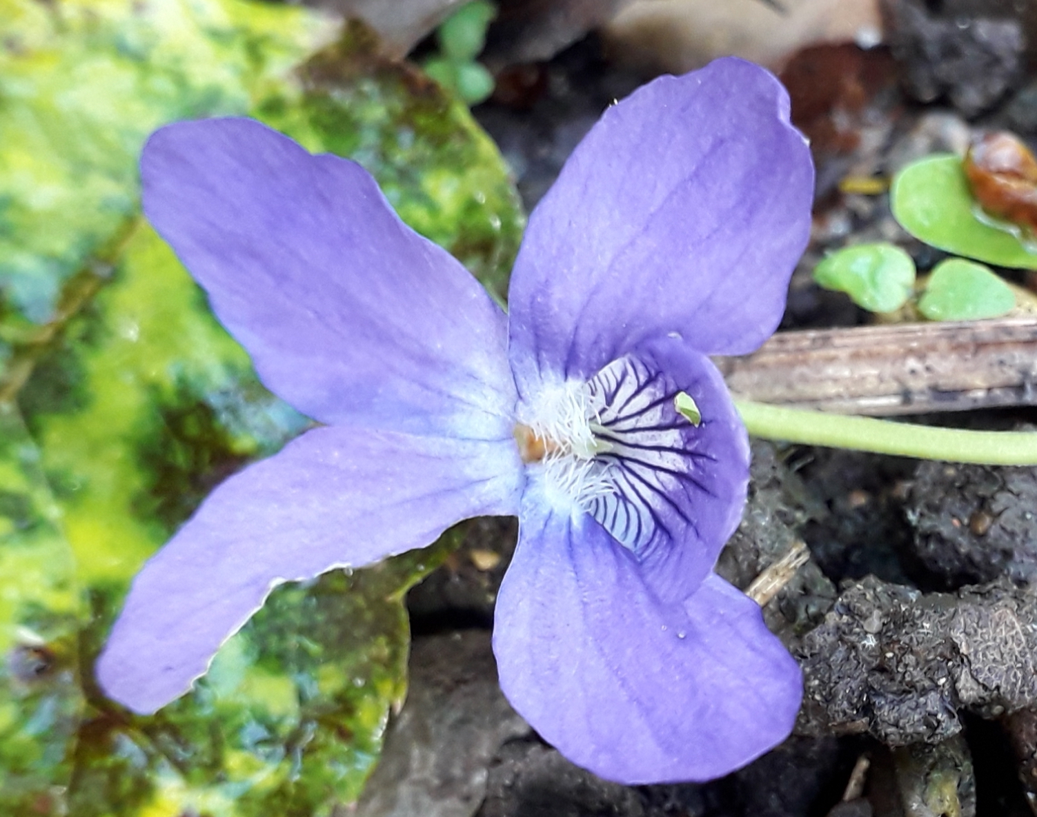 Annexe 20200429_085853 2.jpg