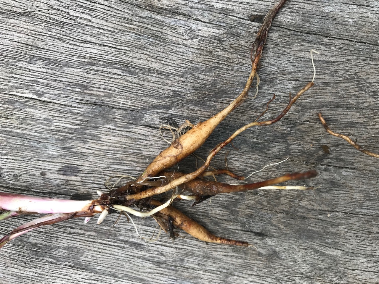 Annexe image1-1-1.jpeg