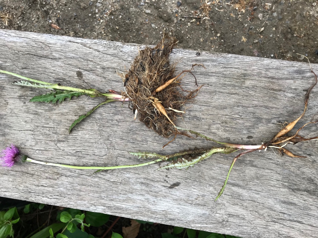 Annexe image3-1.jpeg