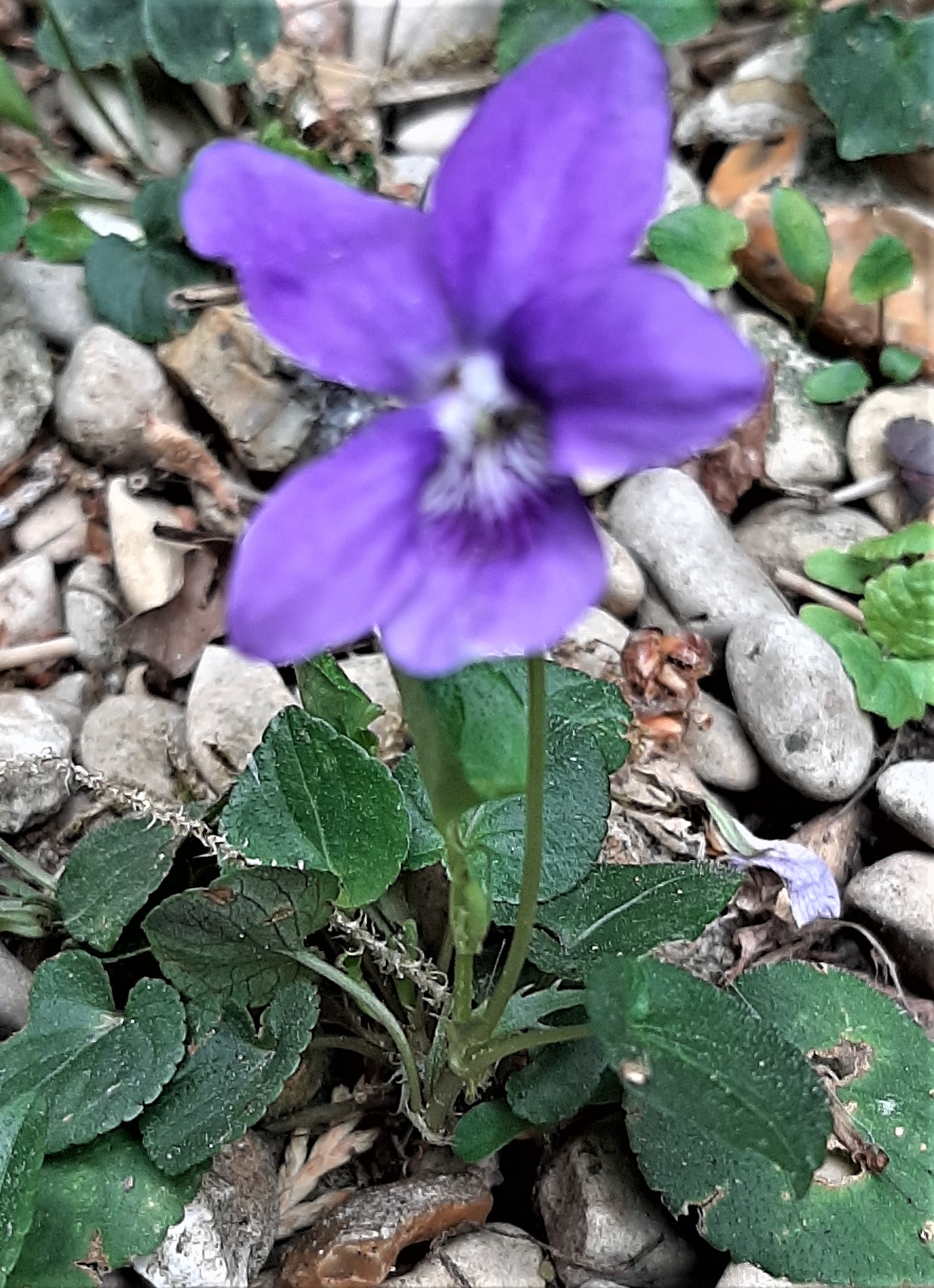 Annexe 20200425_173541.jpg