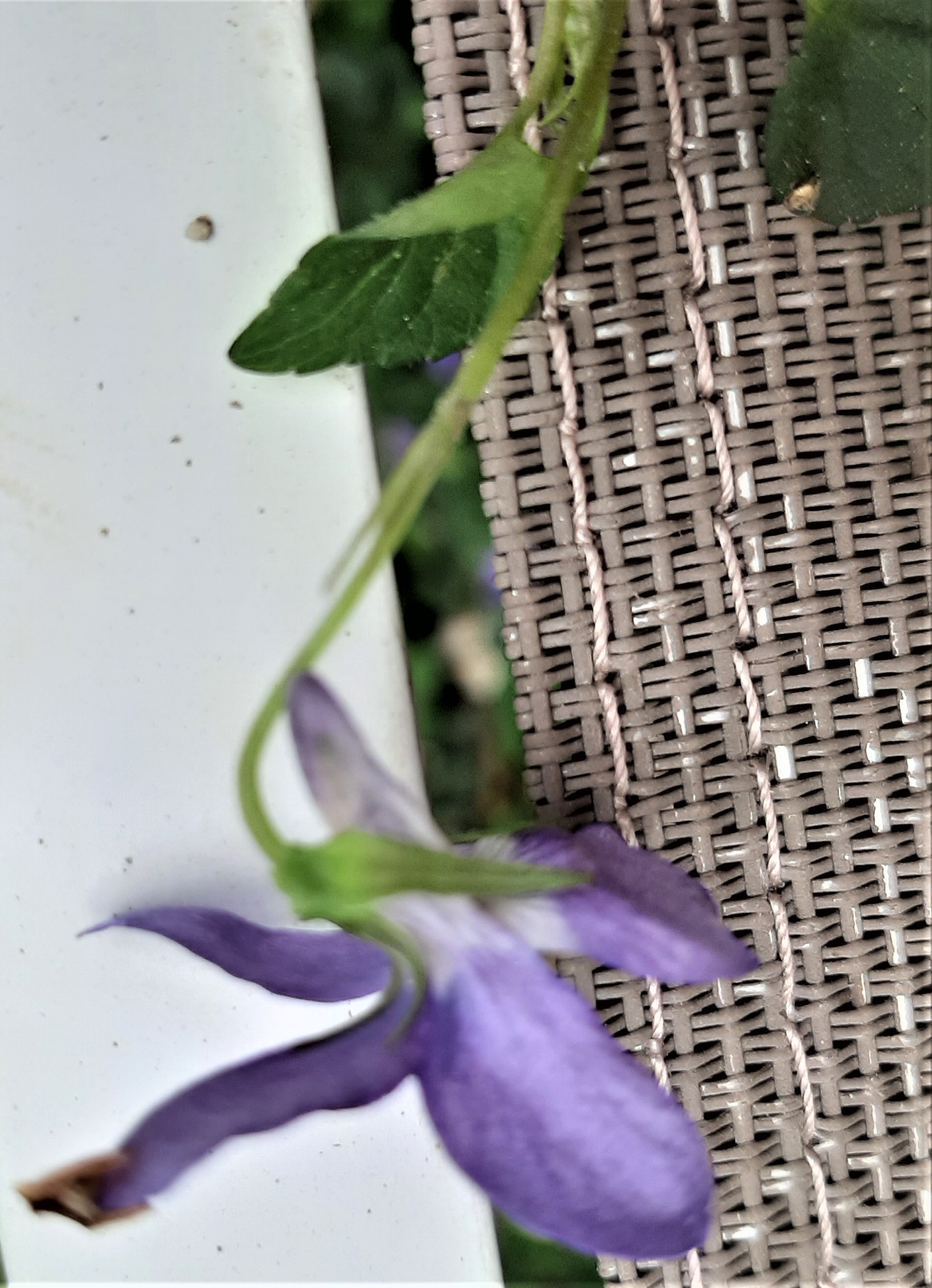 Annexe 20200425_173731.jpg