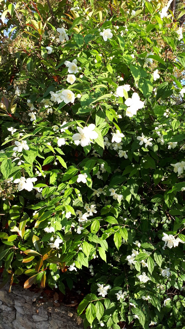 Annexe Jasmin des Poètes.jpg