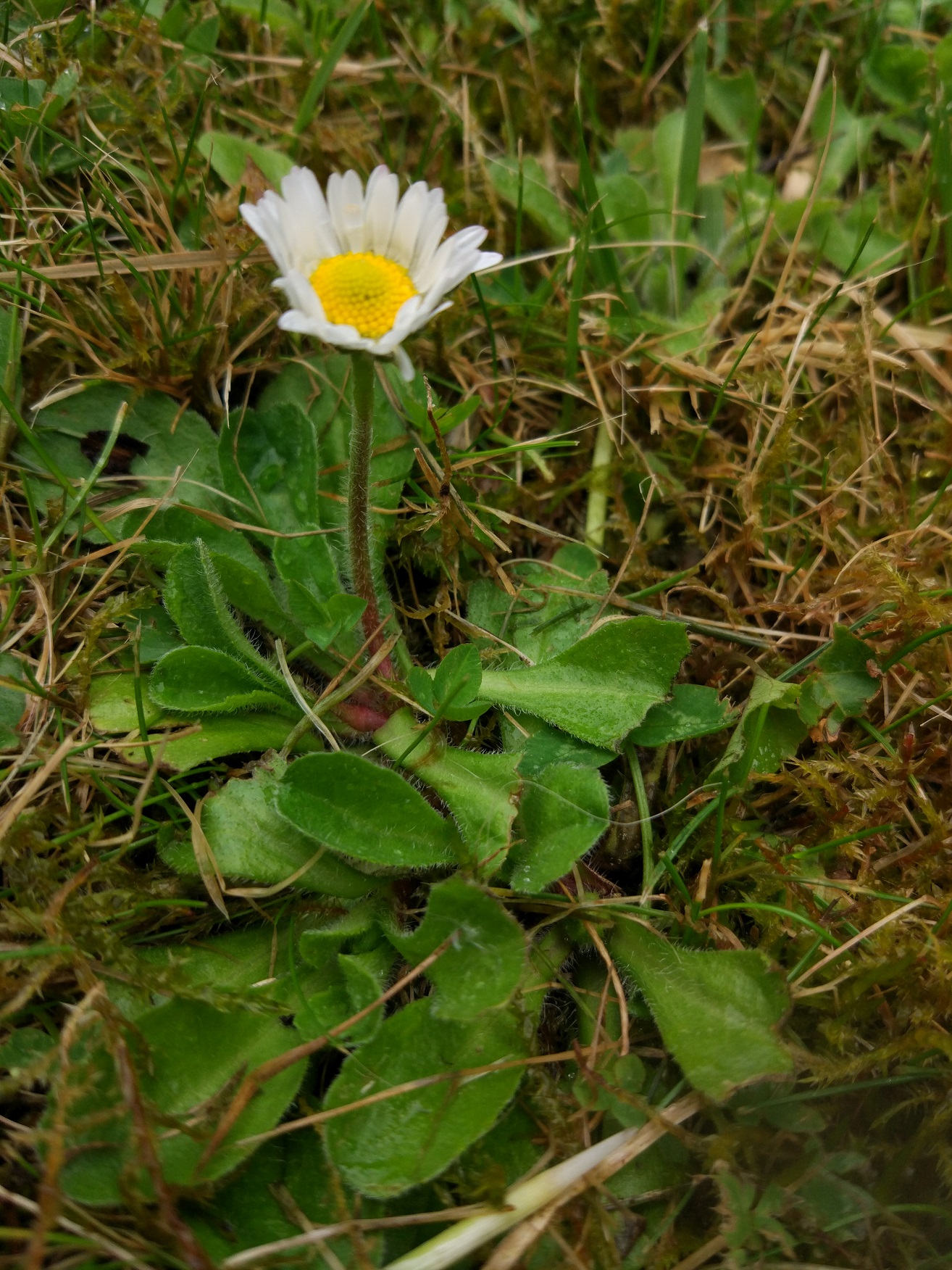 Annexe IMG_20200429_131751.jpg