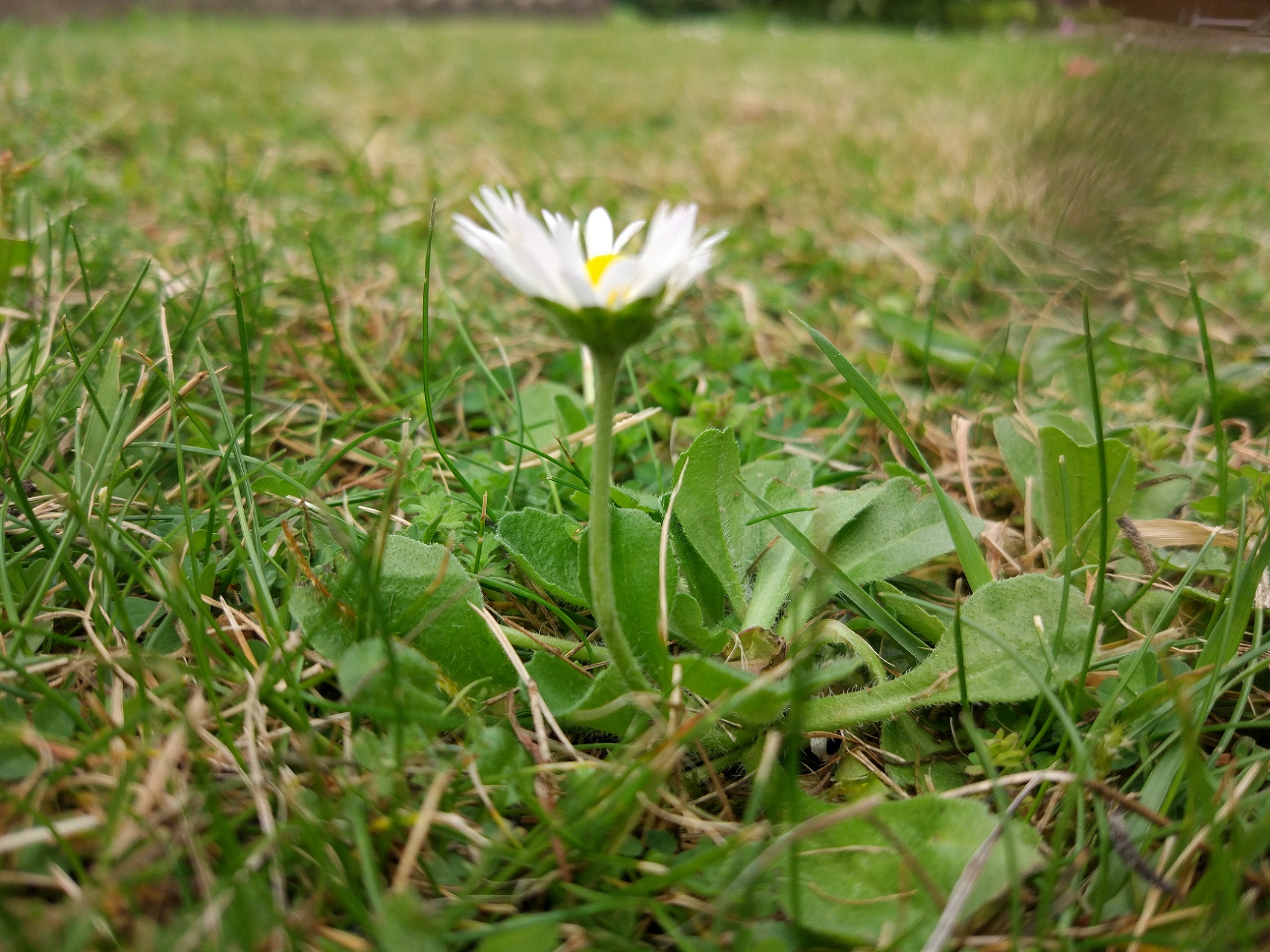 Annexe IMG_20200429_134749.jpg