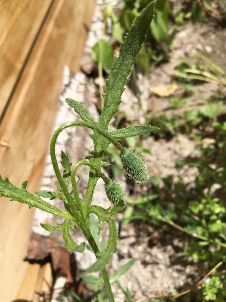 Annexe coquelicot bourgeon.jpg