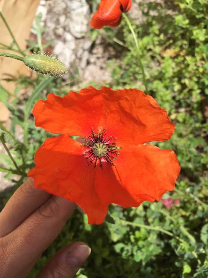 Annexe coquelicot fleur.jpg