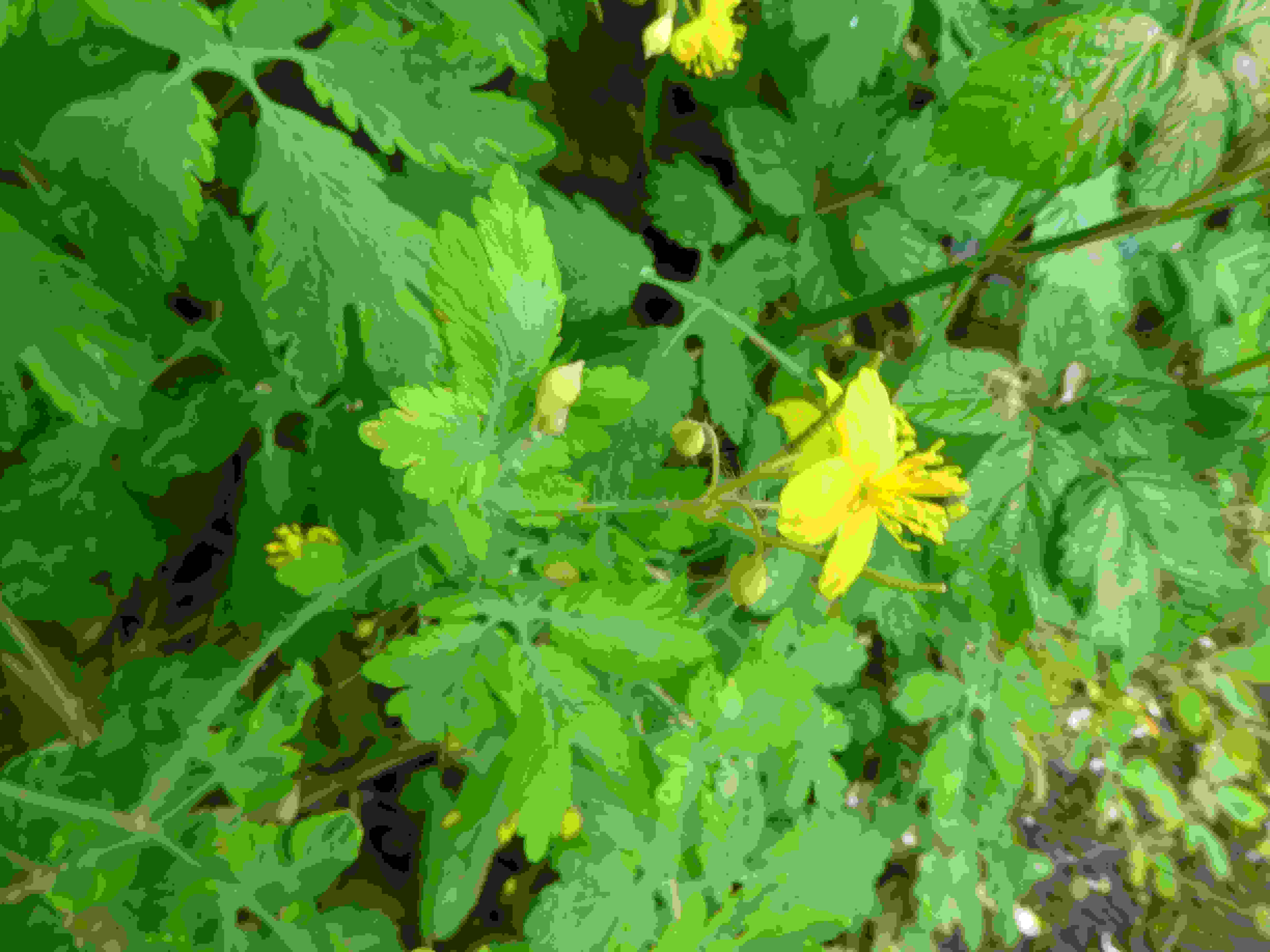 Annexe fleur jaune 1.JPG