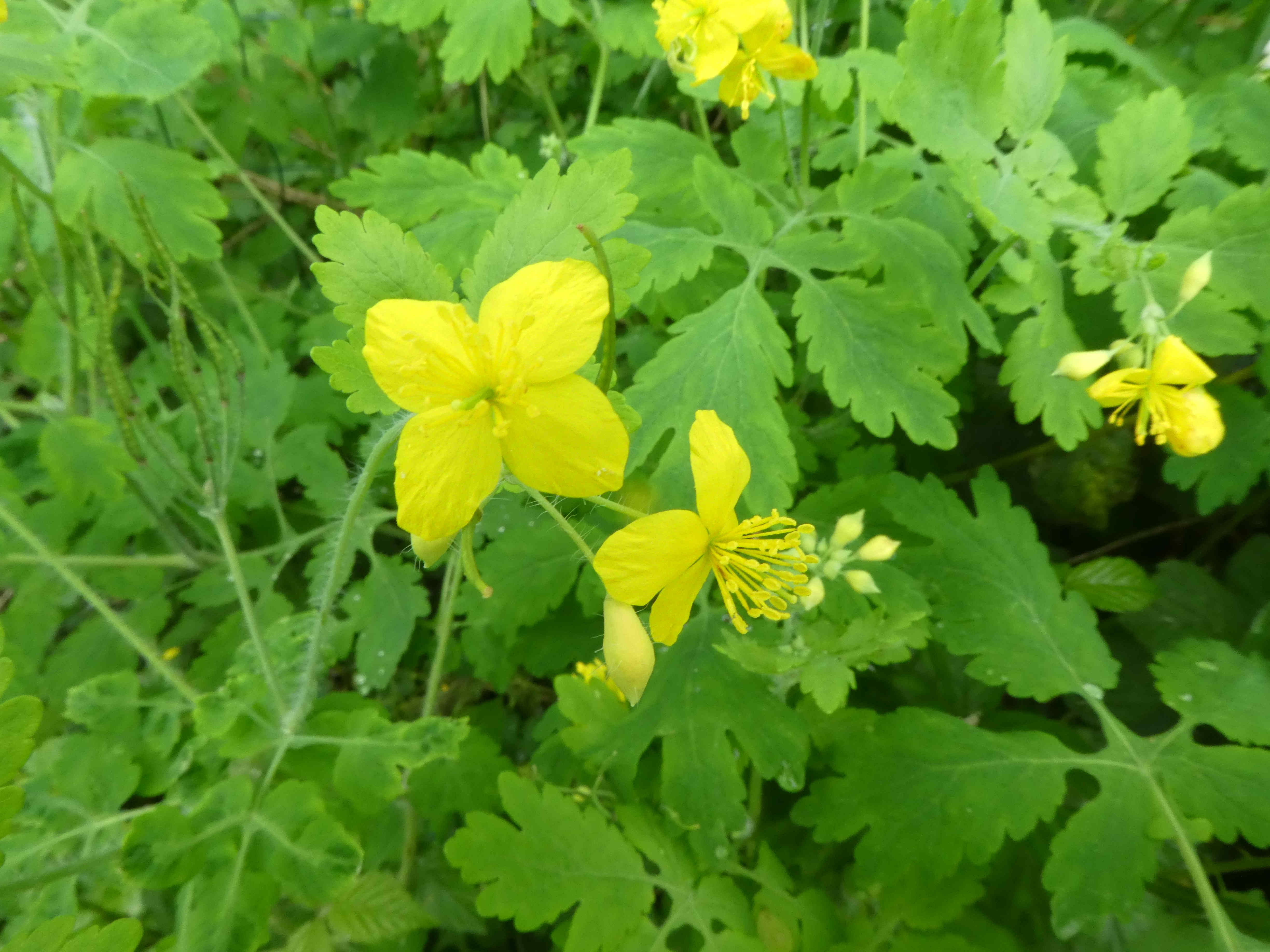 Annexe fleur jaune 2.JPG