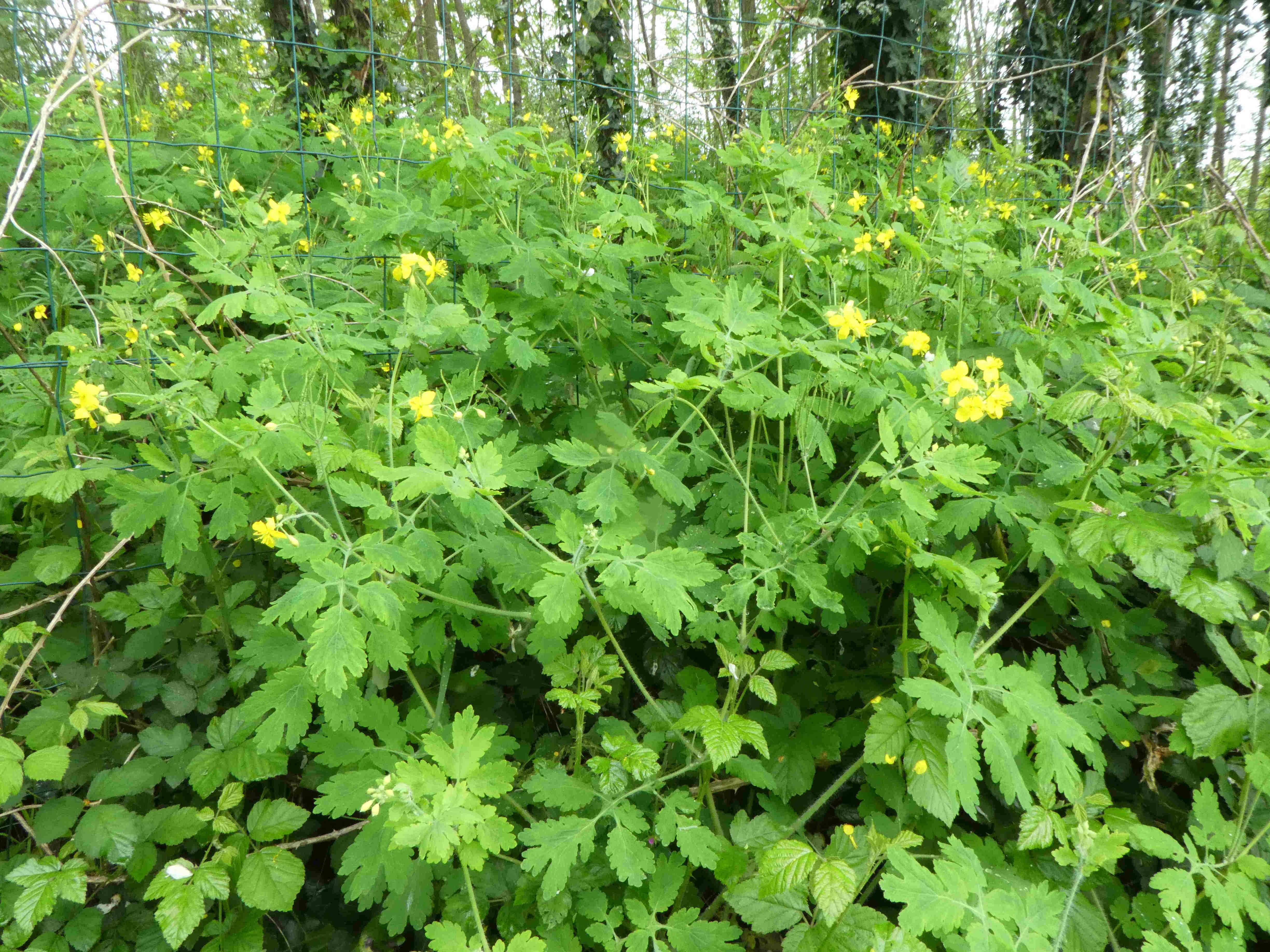Annexe fleur jaune 3.JPG