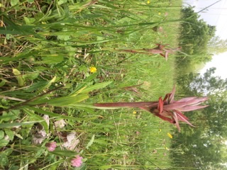 Annexe 9D98568C-1B79-4DDE-AC6E-17C8FB2117D7.jpeg