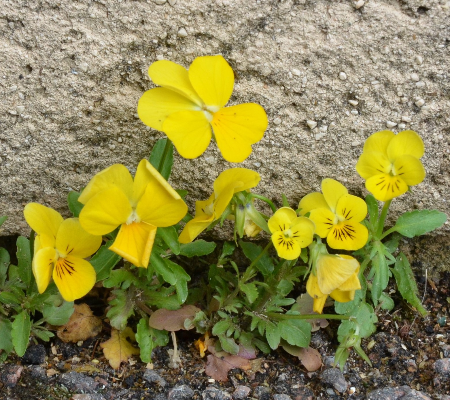 Annexe BAD_9480(3).jpg