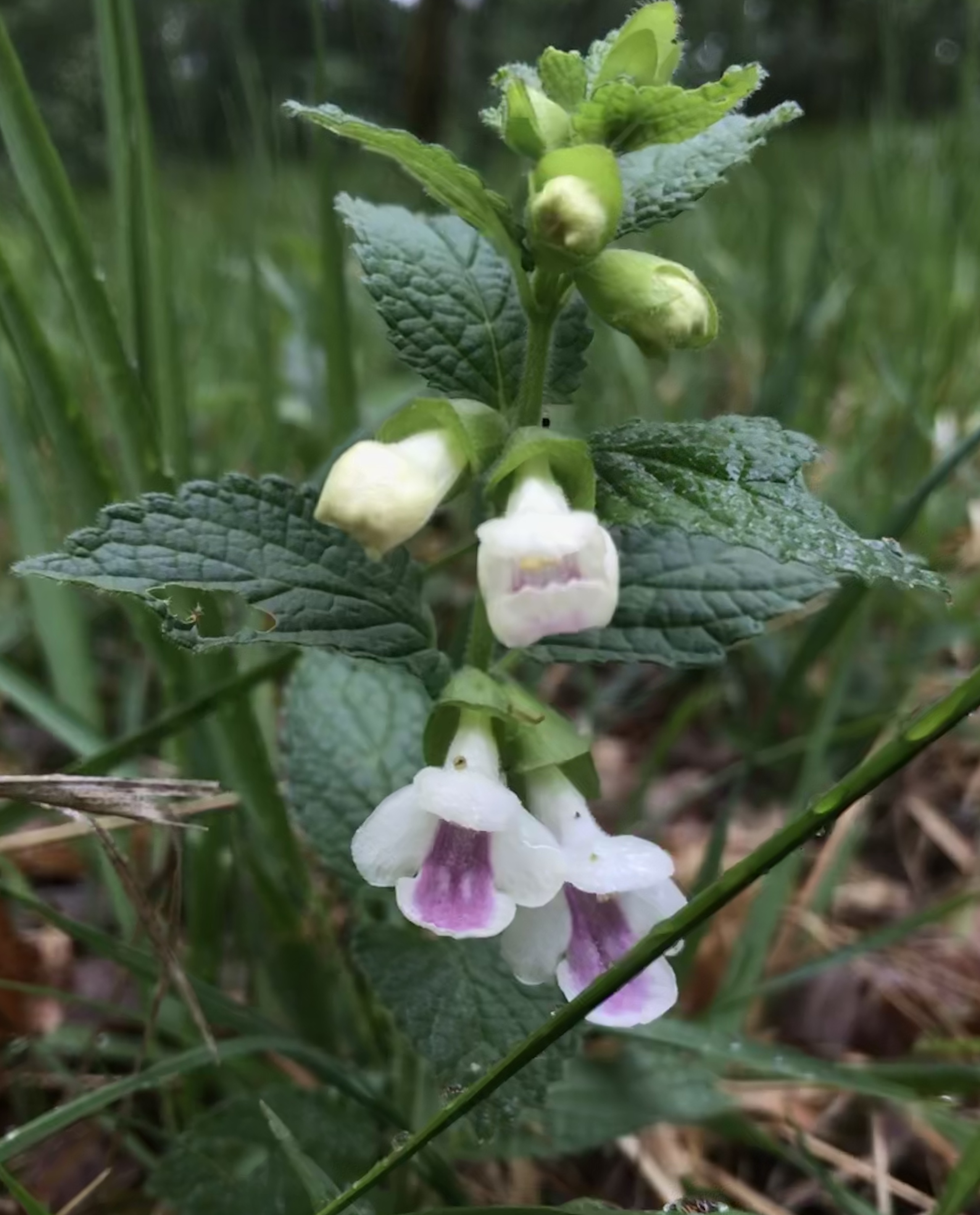 Annexe IMG_6010 3.jpg