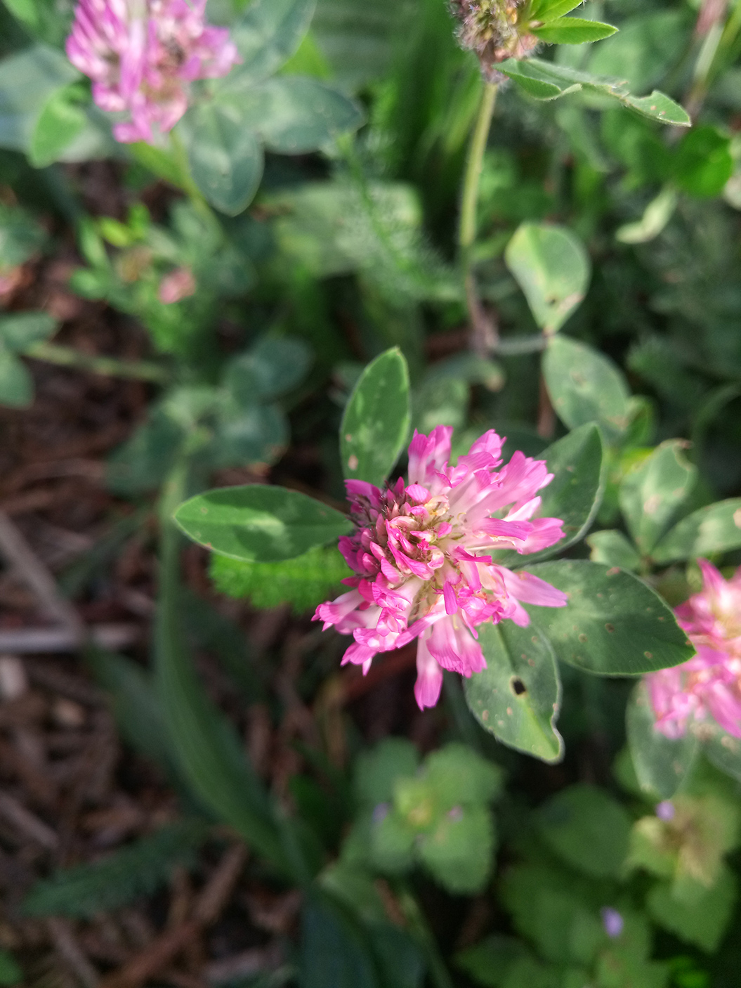 Annexe IMG_20200429_182556.jpg