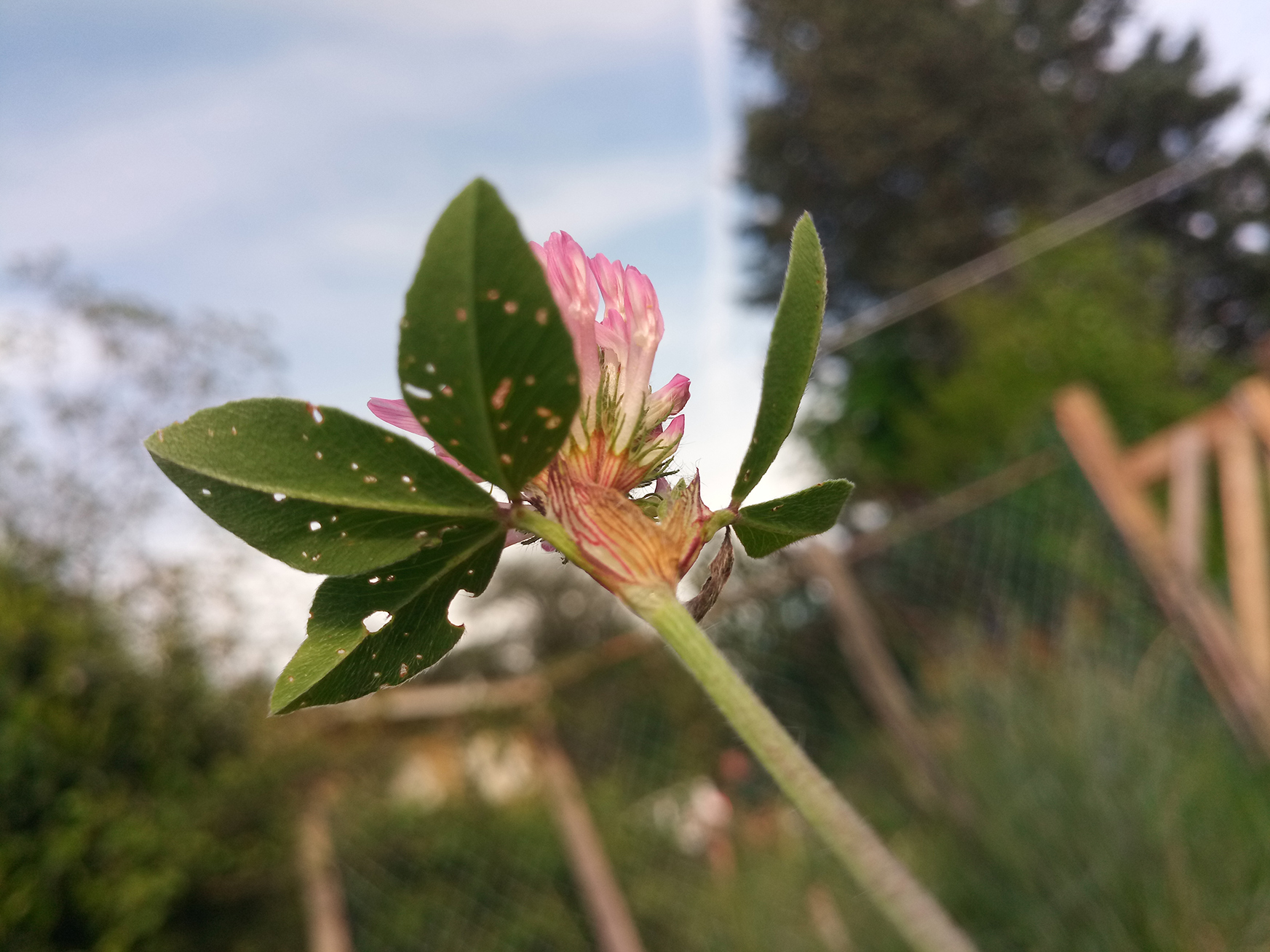 Annexe IMG_20200429_182816.jpg