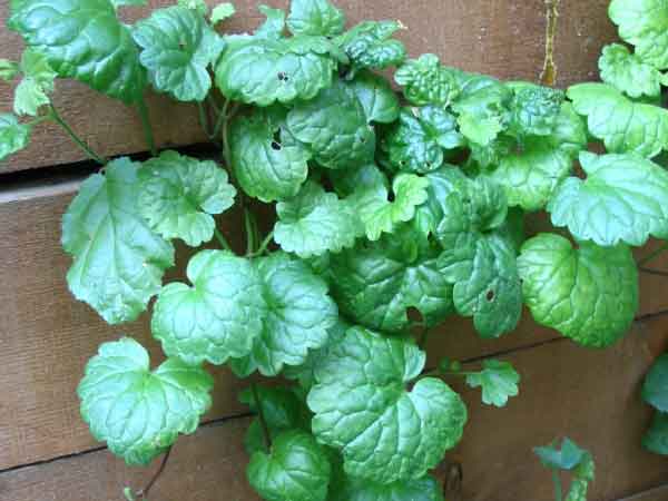 Annexe lierre-terrestre-3.jpg