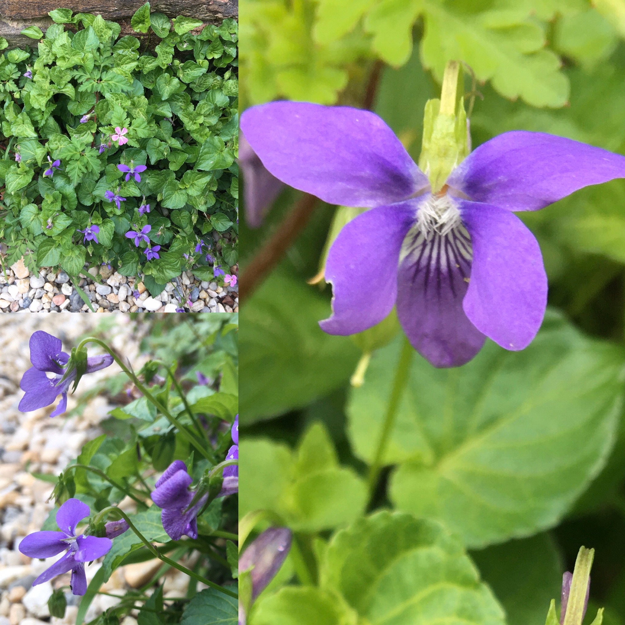 Annexe E9BC1C40-5195-41FA-B1B7-0A51CFE6156B.jpeg