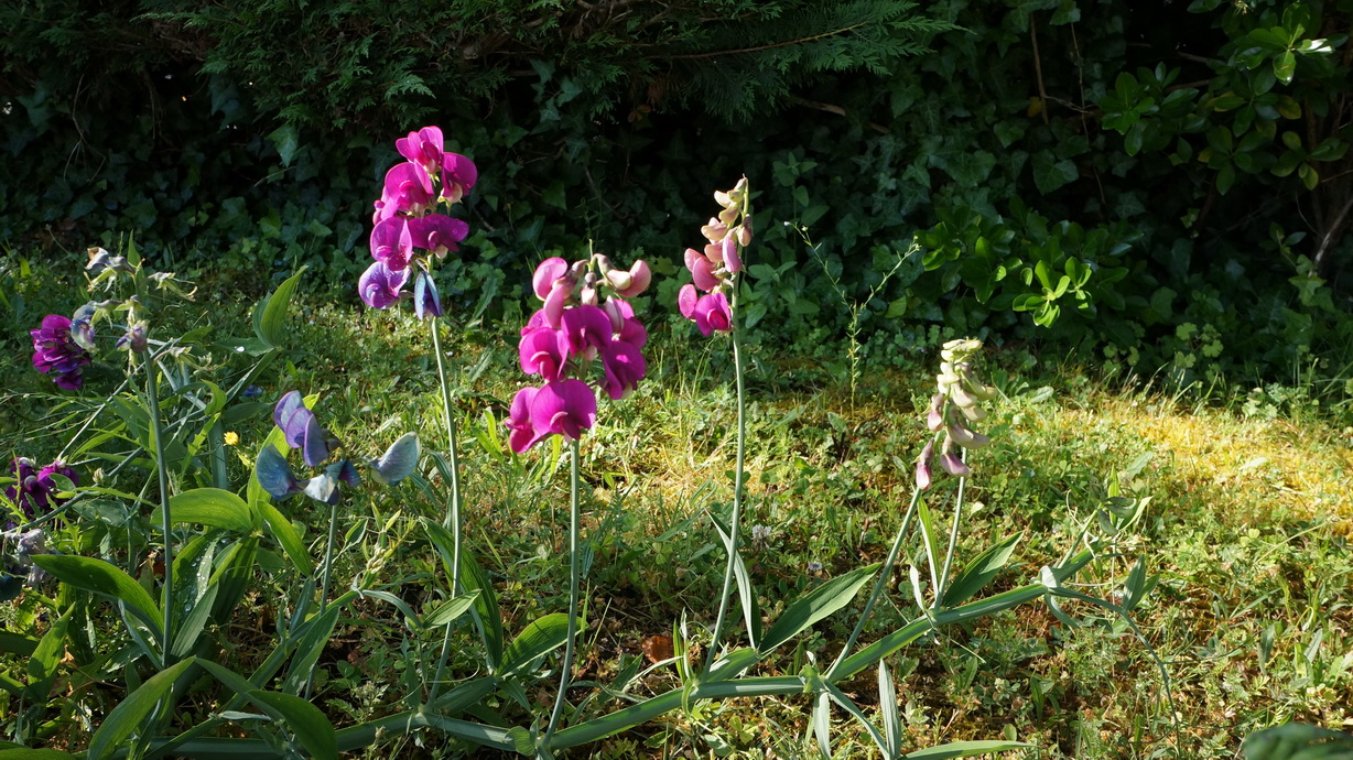 Annexe Gesse à feuilles larges Lathyrus latifolius 01_redimensionner.JPG