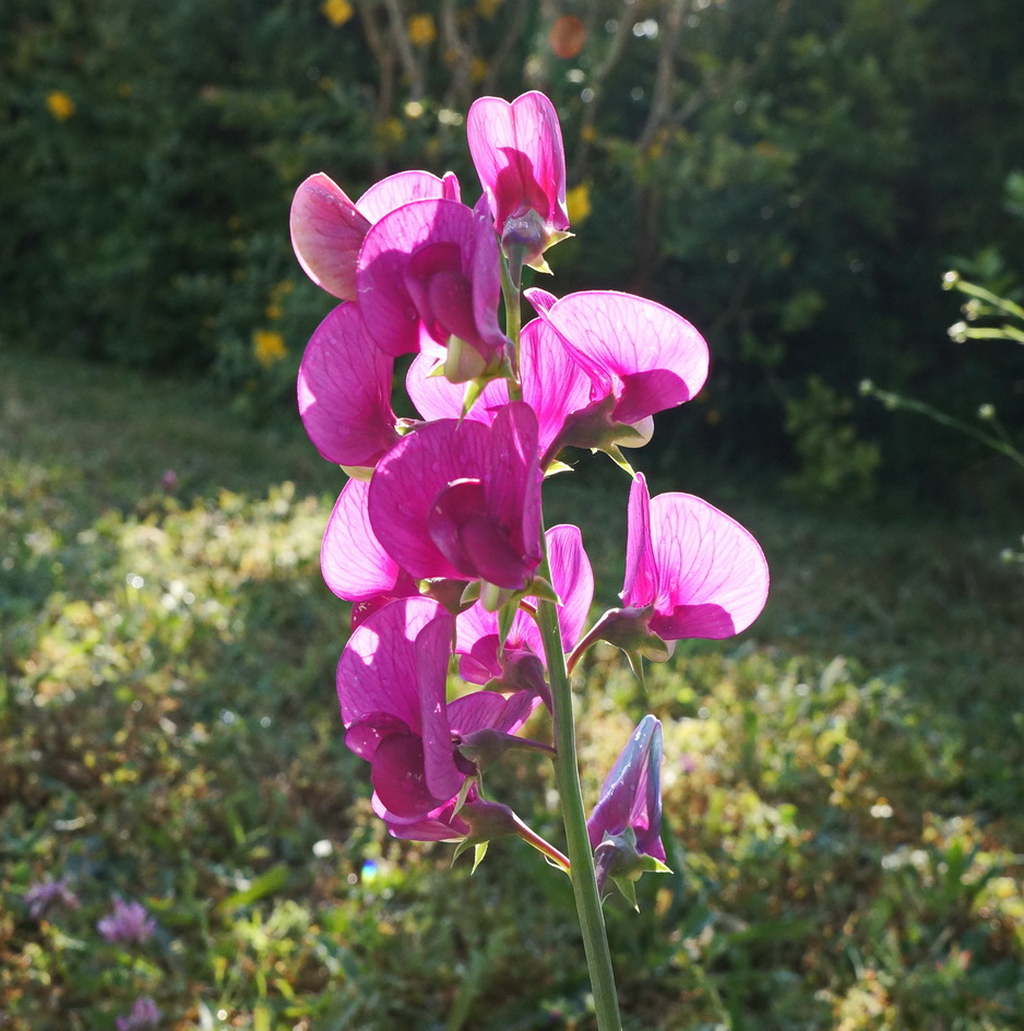 Annexe Gesse à feuilles larges Lathyrus latifolius 07_redimensionner.JPG