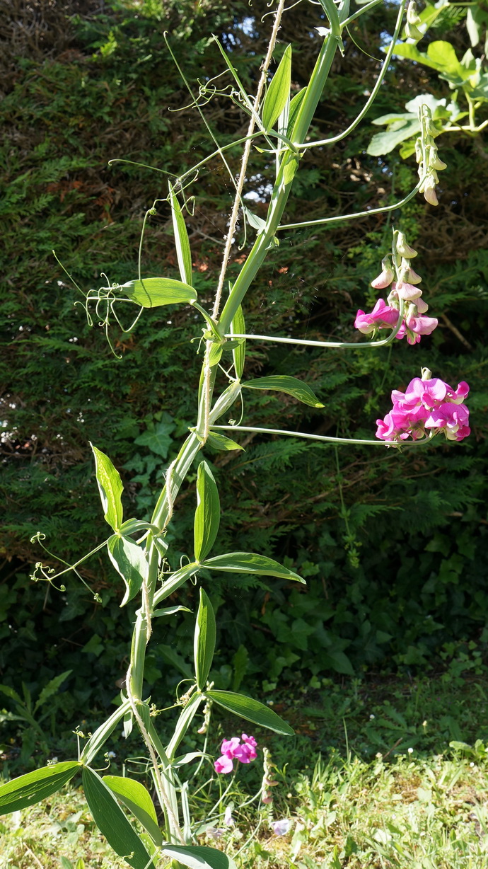 Annexe Gesse à feuilles larges Lathyrus latifolius 11_redimensionner.JPG