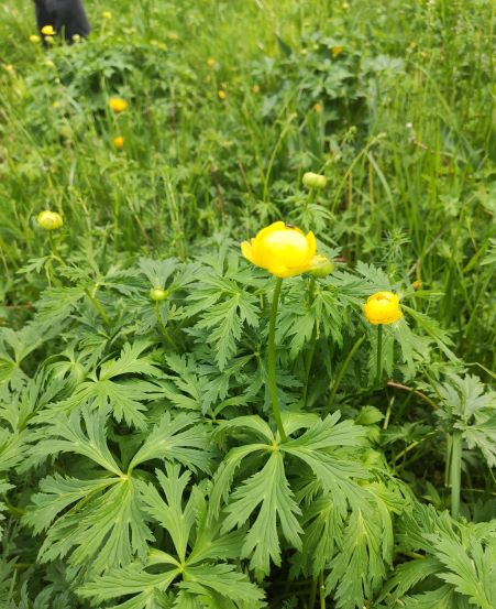 Annexe La mouche du Trolle.jpg