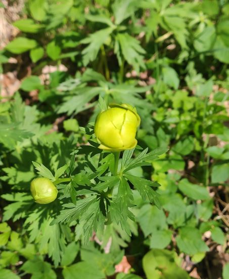 Annexe Le Trolle dEurope .jpg