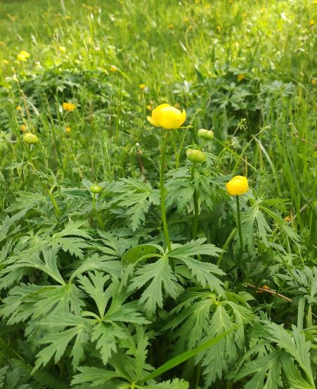 Annexe Le Trolle dEurope 1.jpg