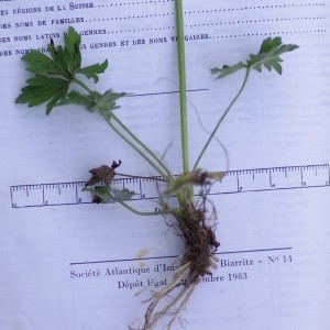 Annexe feuille R. acris