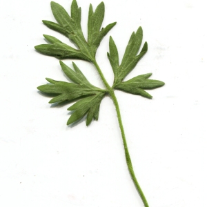 Annexe feuille R. bulbosus