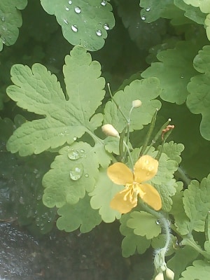 Annexe Grande Chelidoine 1.jpg