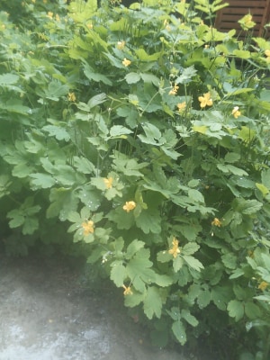 Annexe Grande Chelidoine 2.jpg