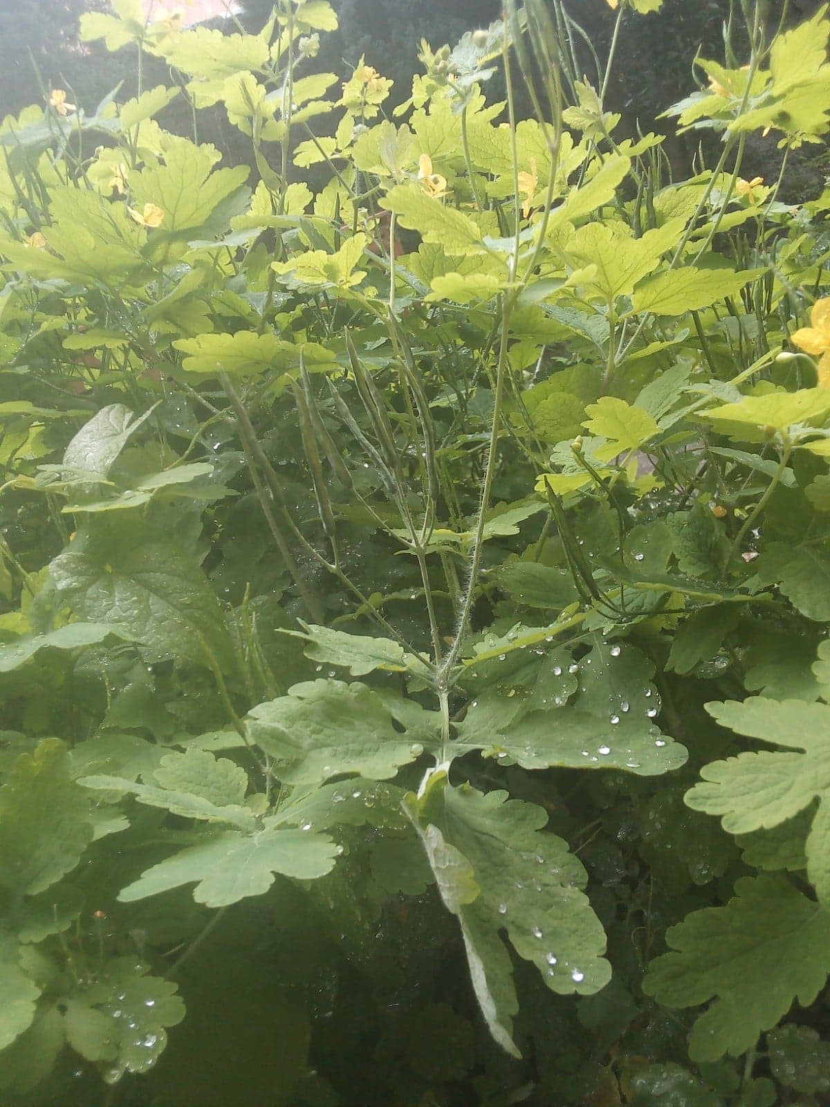 Annexe Grande Chelidoine 3.jpg