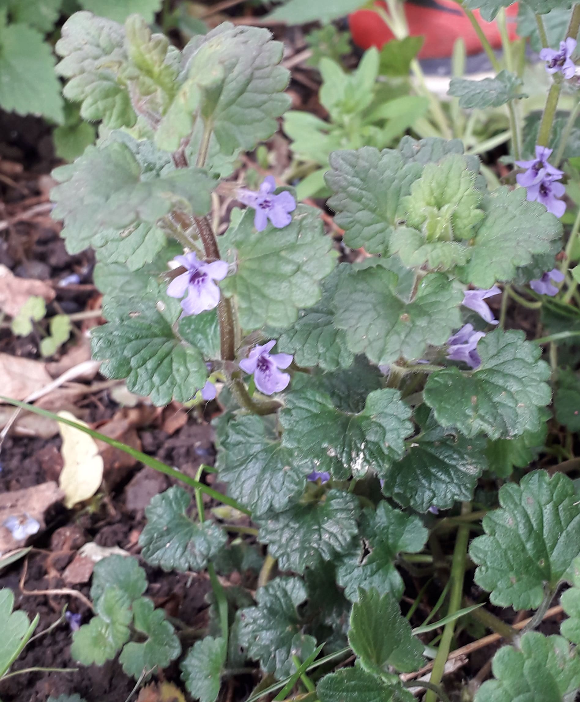 Annexe 20200430_123957-min.jpg