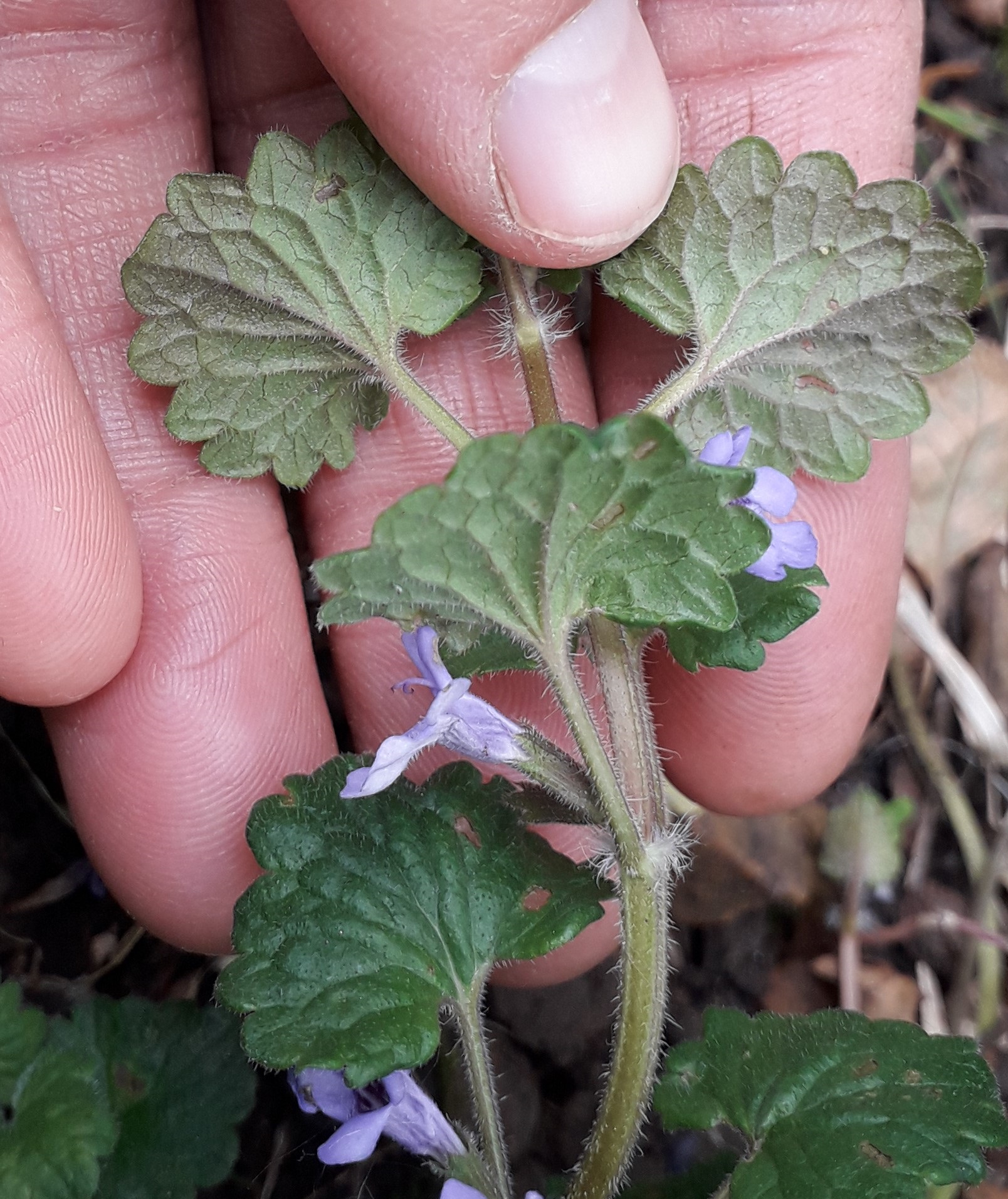 Annexe 20200430_124052.jpg