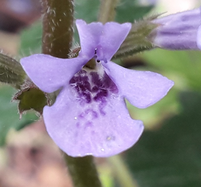 Annexe 20200430_124112.jpg