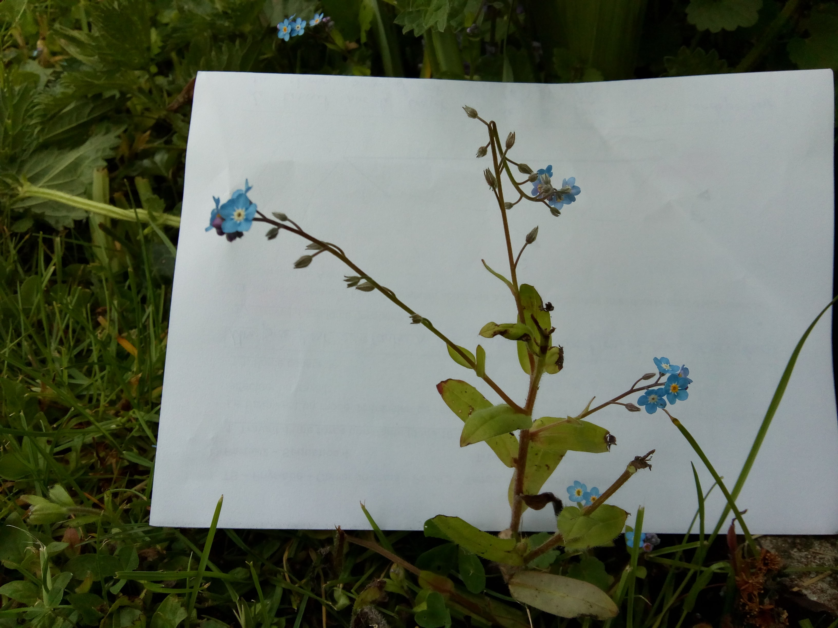 Annexe IMG_20200430_124247429-min.jpg